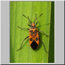 Corizus hyoscyami - Zimtwanze 06.jpg